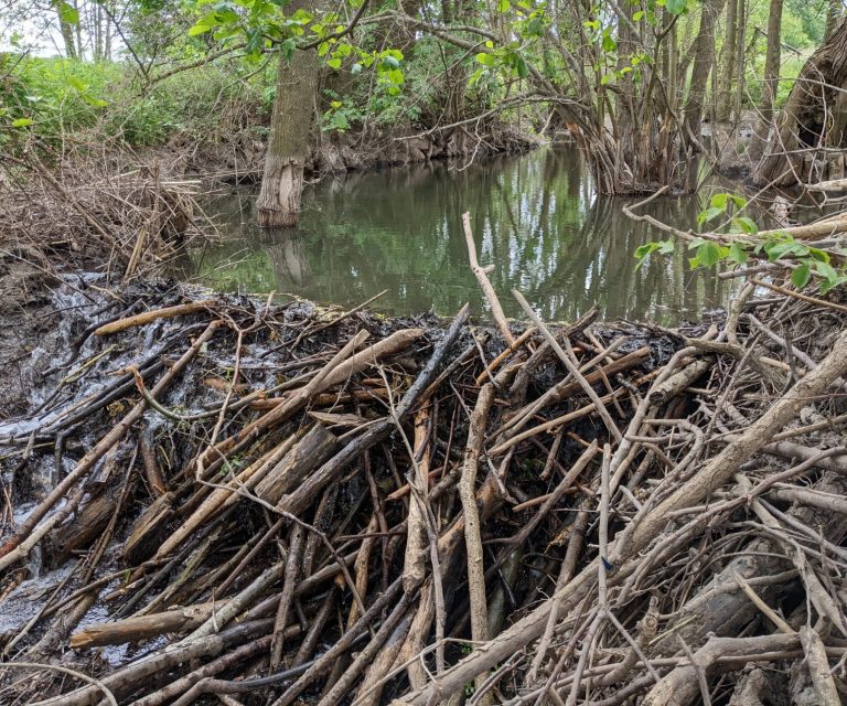 Biberdamm - Petra Kuch großer Biberdamm