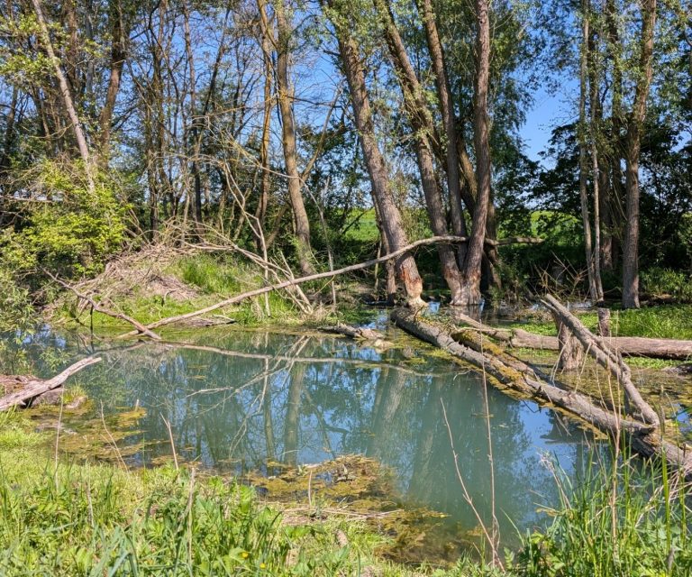 Biberburg in einem Biberrevier, umgeben von Wasser
