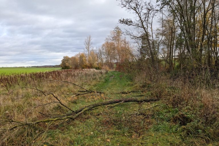 Pufferstreifen an einem Bach in einem Biberrevier