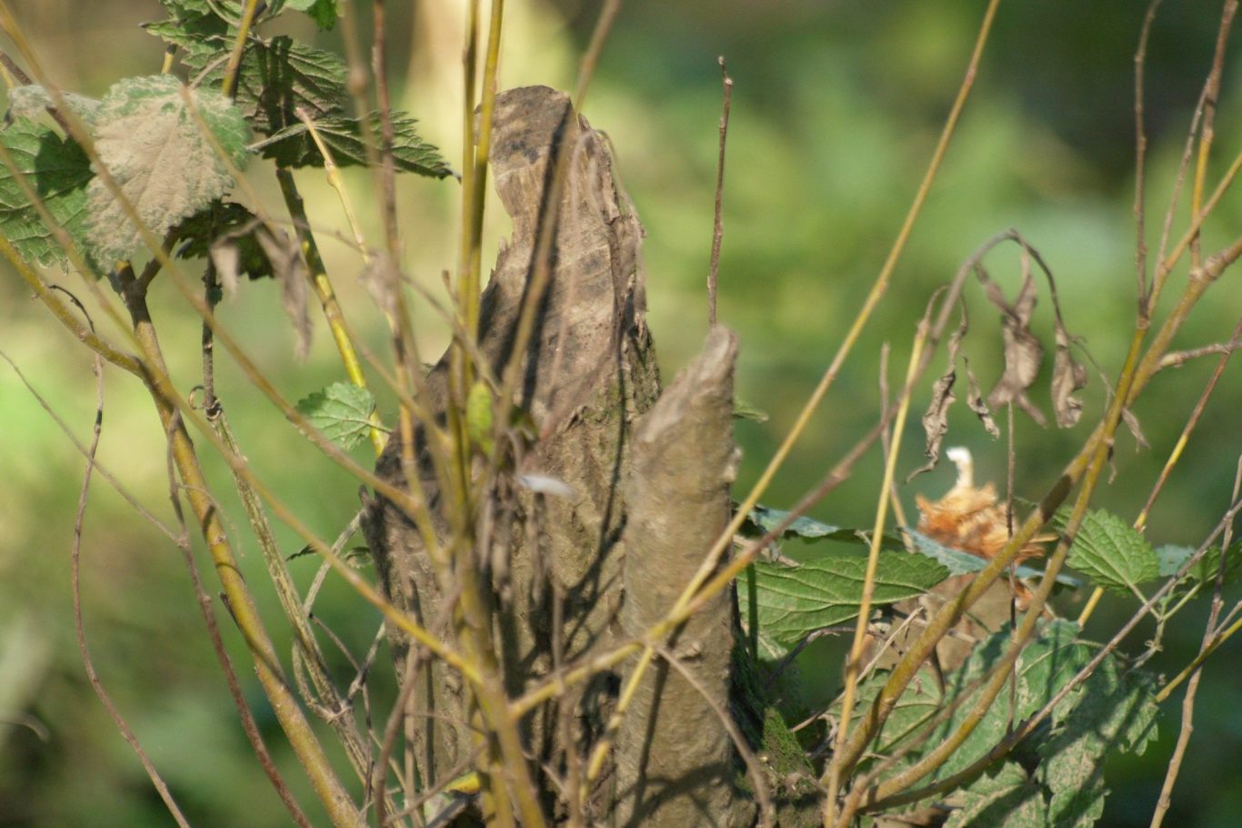 Eine vom Biber abgenagte Weide treibt wieder neu aus