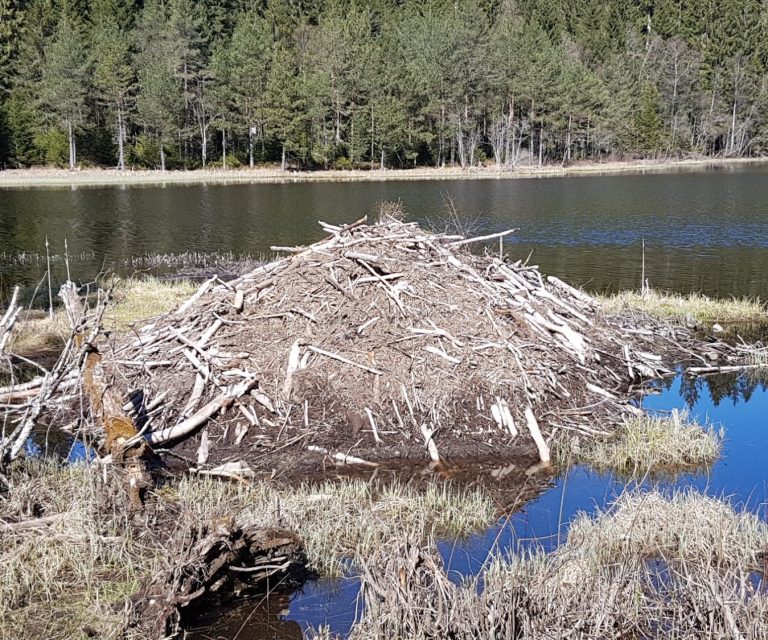 Biberburg an einem See