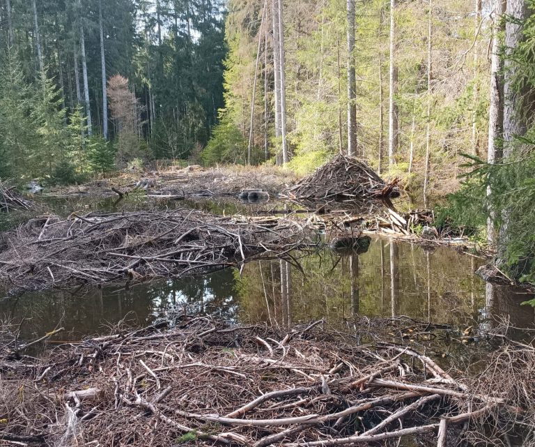Biberlandschaft - Foto von Martin Welte Eine Biberlandschaft mit einer Biberburg im Hintergrund