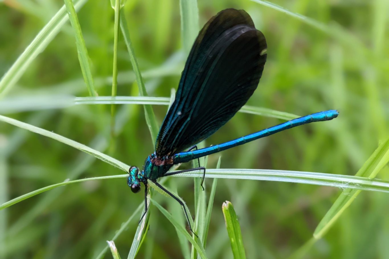 Froschlaich im Wasser in einem Biberbiotop