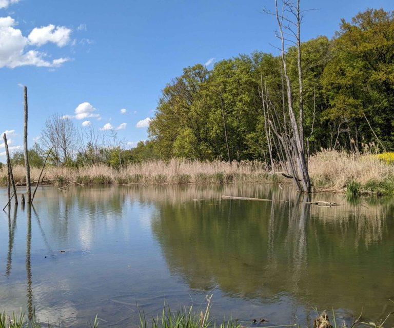 Biberbiotop - Petra Kuch Biberbiotop mit großer Wasserfläche