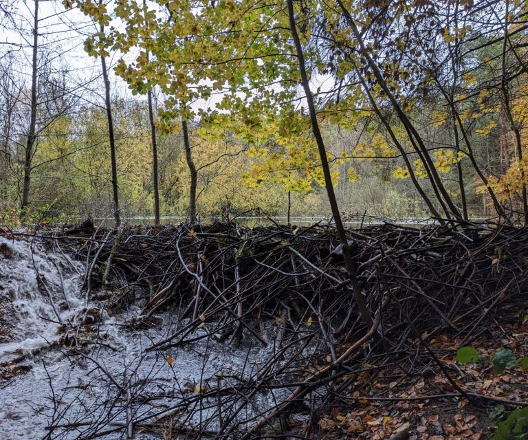 Biberdamm an einem Bibersee