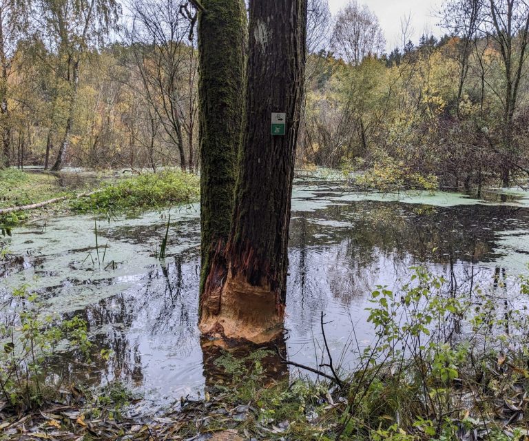 Biberbaum im Bibersee