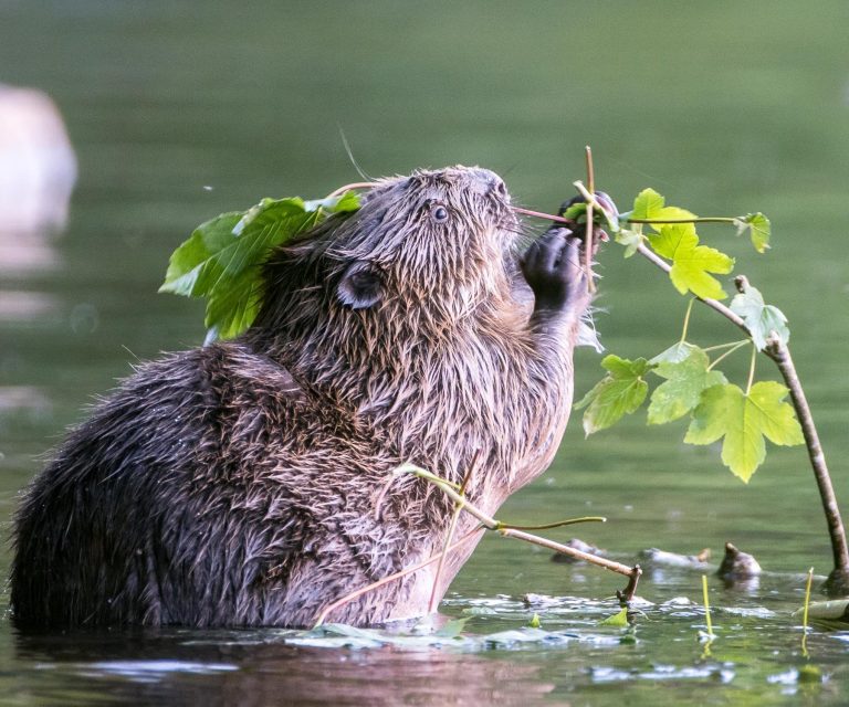 Biber beim fressen von Rinde