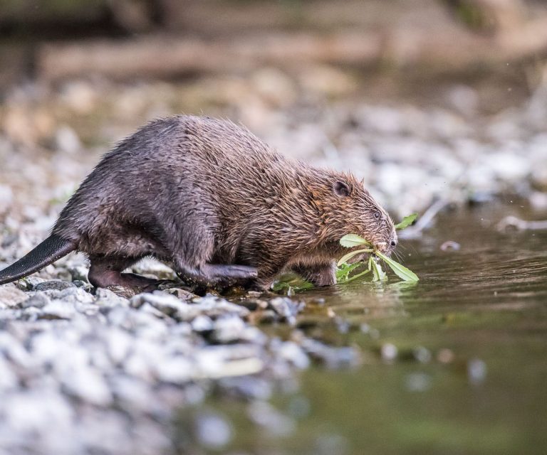 Biber am Ufer - Herbert Steffny Biber läuft vom Ufer ins Wasser und hat einen Ast im Maul