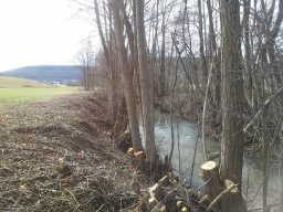 Fehlender Gewässerrandstreifen an einem Bach, die Bäume stehen in der Uferböschung
