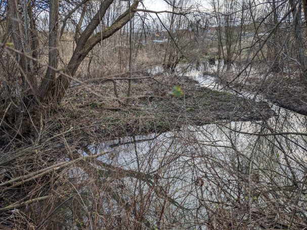 Biber haben einen Graben angelegt