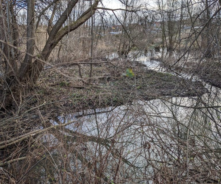 Biberlandschaft - Foto von Petra Kuch Von Biber angelegte Gräben in einer Biberlandschaft