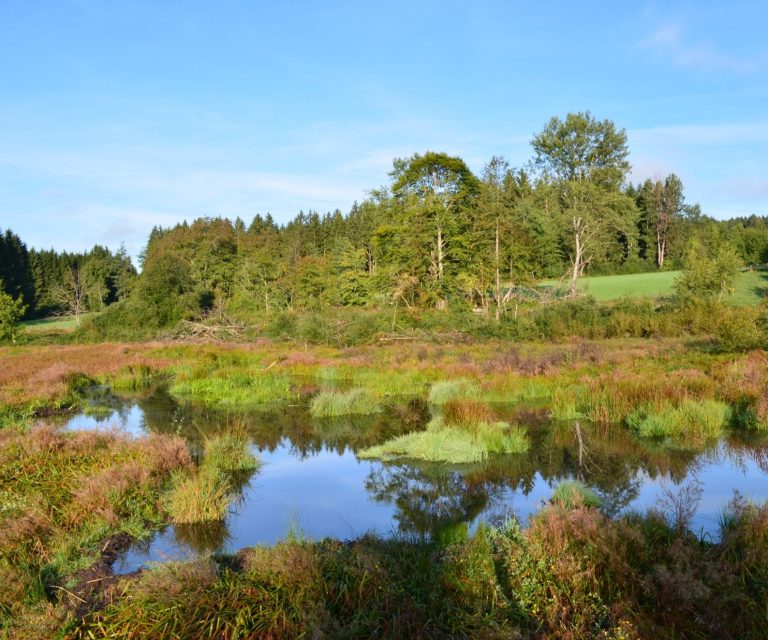 Biberlandschaft mit Wasser und Pflanzen