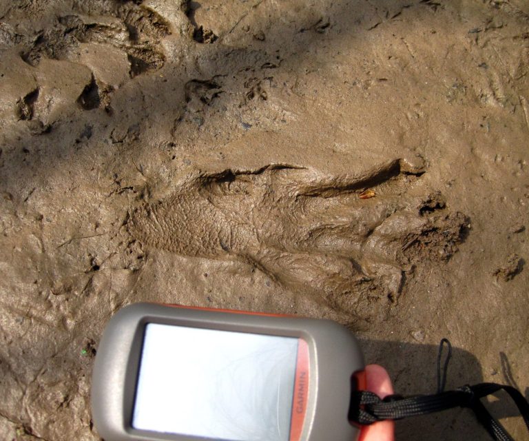 Biberspur - Petra Kuch Biberspur im Matsch