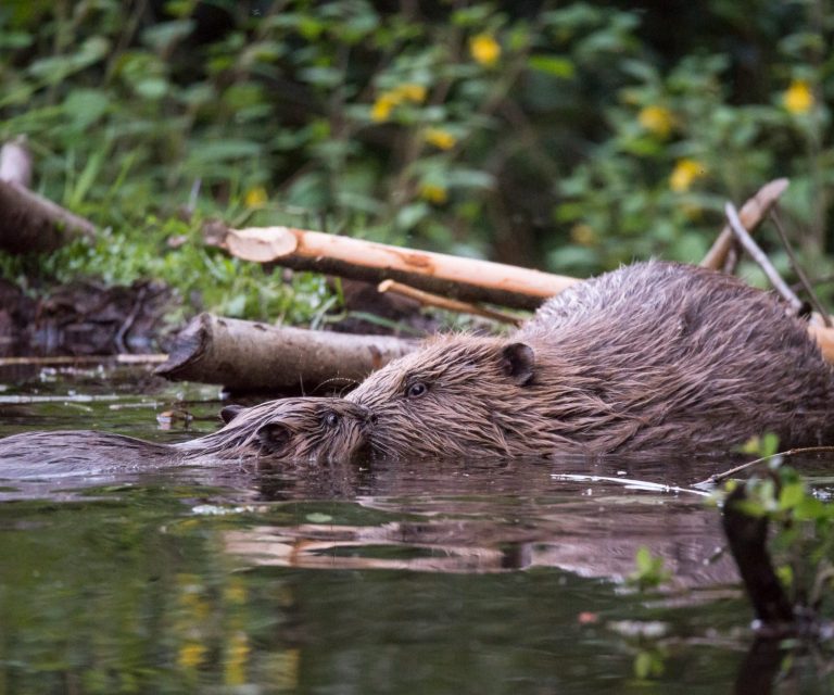 Biber mit Jungtier - Michael Gerlach Biber mit Jungtier