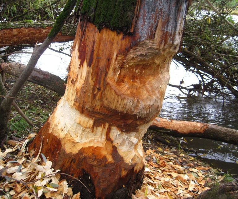 Biberbaum - Petra Kuch Ein von Bibern angenagter Baum