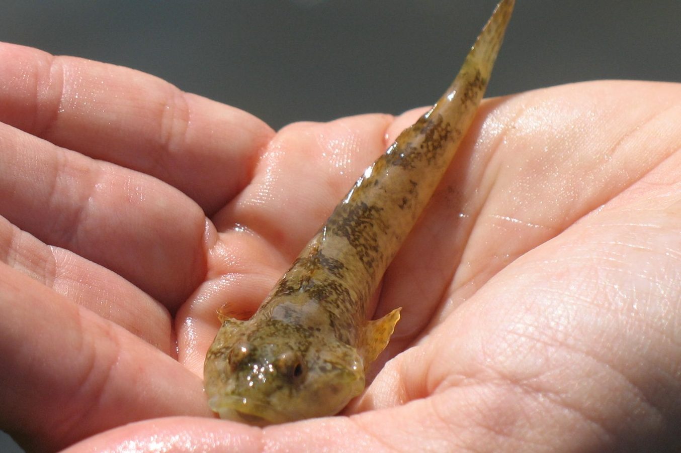 Ein Fisch, eine Groppe in der Hand