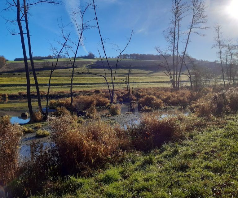 Biberlandschaft - Foto von Petra Kuch Biberlandschaft mit vielen Strukturen